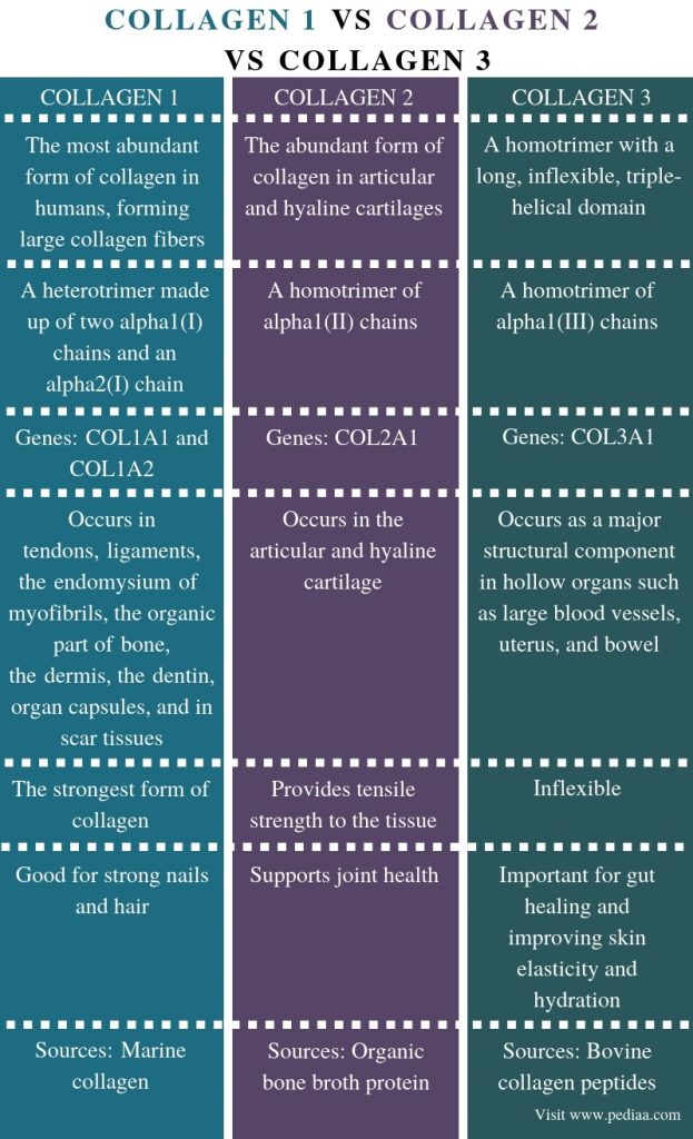Difference Between Collagen 1 2 and 3