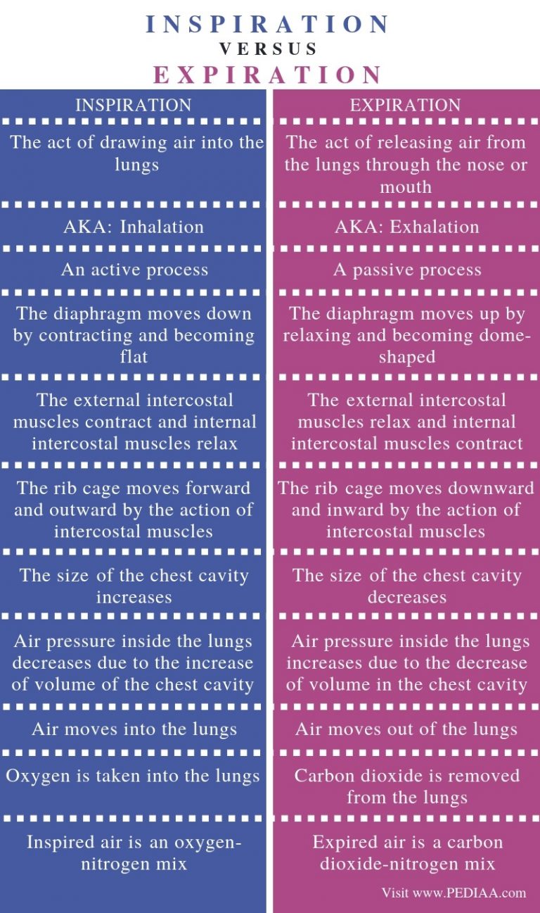 Difference Between Inspiration And Expiration Pediaa Com difference-between-inspiration-and-expiration-pediaa-com