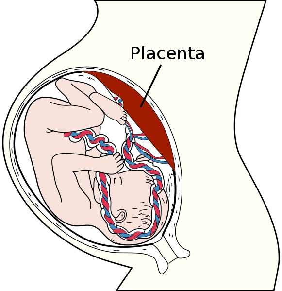 Placenta and Uterus