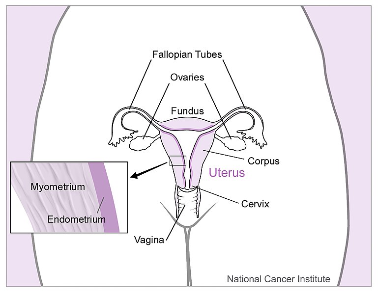 Difference Between Placenta and Uterus