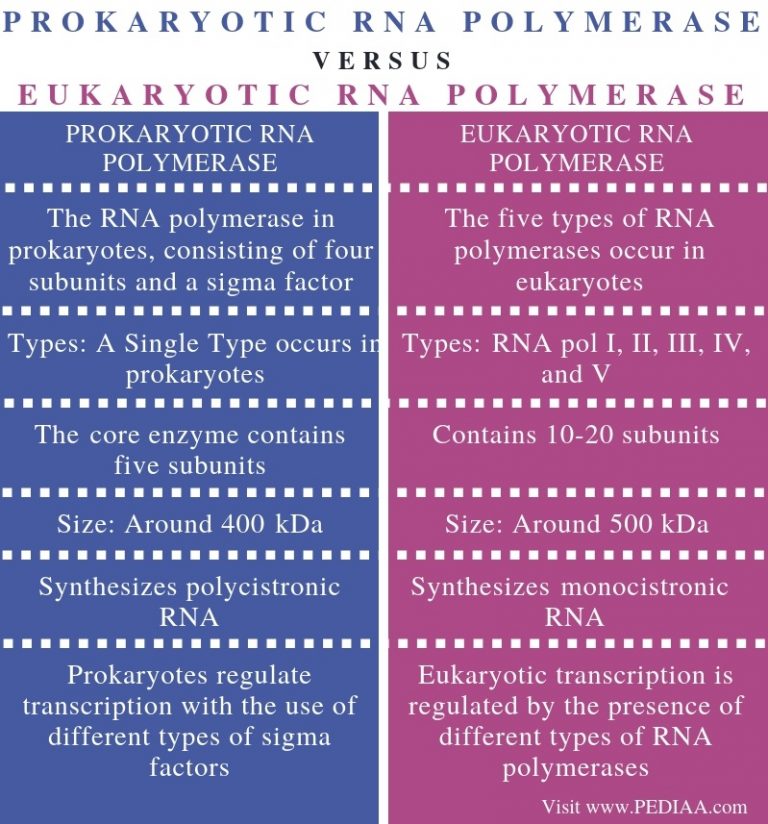 Difference Between Prokaryotic and Eukaryotic RNA Polymerase - Pediaa.Com