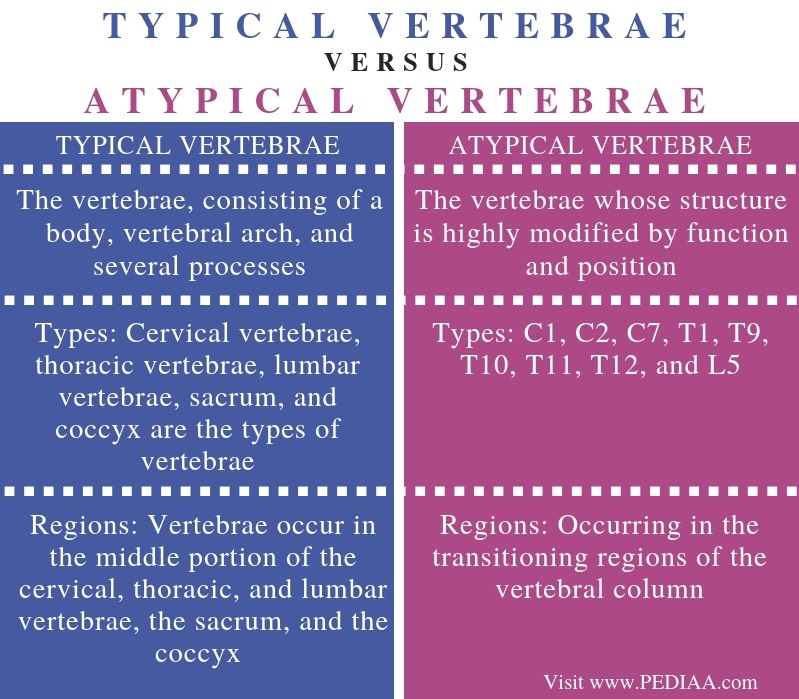 Difference Between Typical and Atypical Vertebrae - Comparison Summary