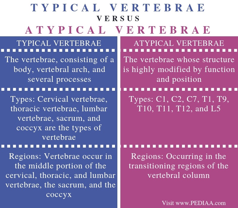 what-is-the-difference-between-typical-and-atypical-vertebrae-pediaa-com