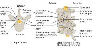 Difference Between Typical Vertebrae and Atypical Vertebrae