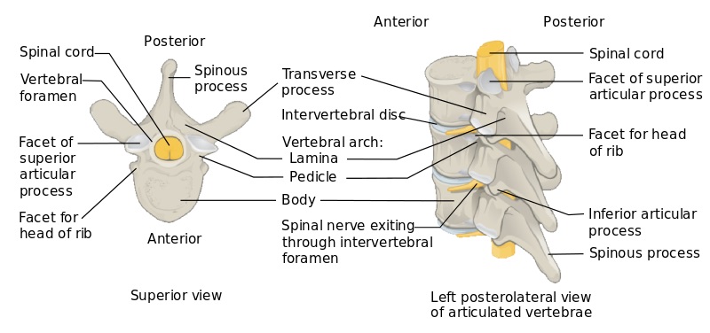 Difference Between Typical and Atypical Vertebrae