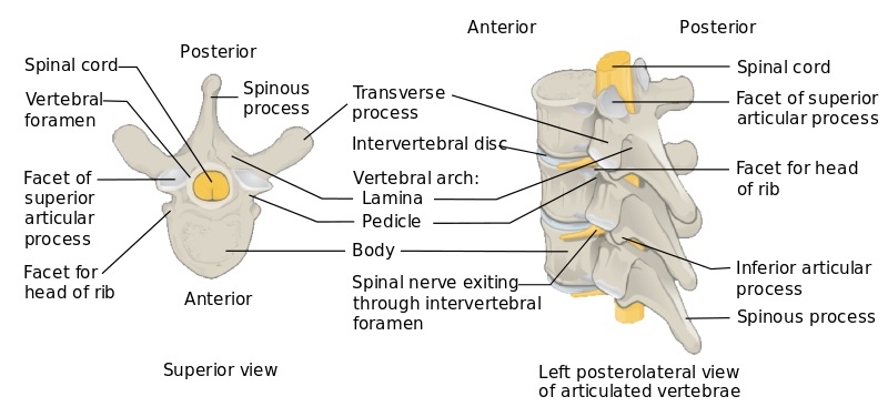 What Is The Difference Between Typical And Atypical Vertebrae Pediaa Com