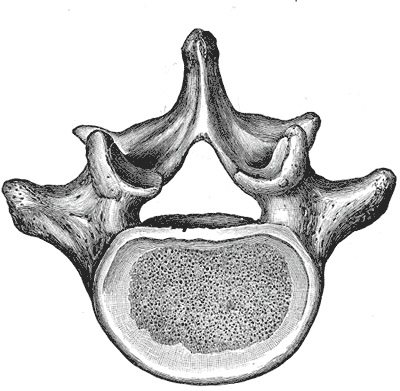 Difference Between Typical vs Atypical Vertebrae