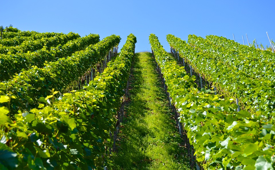 Main Difference - Vineyard vs Winery