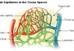 Difference Between Intrinsic and Extrinsic Pathway in Blood Clotting ...