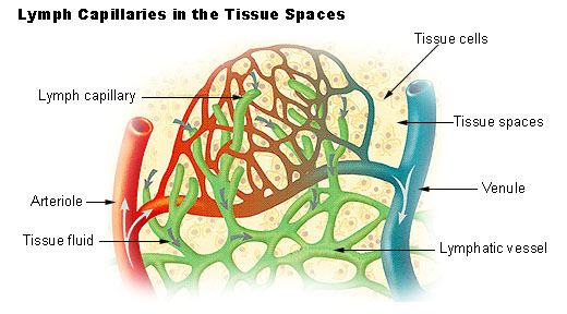 similarities-between-lymphatic-vessels-and-blood-vessels-pediaa-com