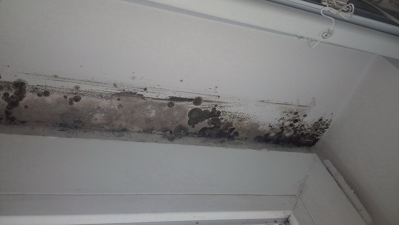 What Is The Difference Between Black Mold And Mildew