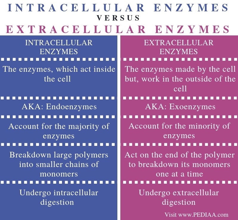 What is the Difference Between Intracellular and Extracellular Enzymes - Comparison Summary