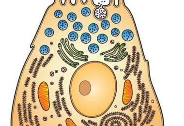 Difference Between Enzyme and Coenzyme - Pediaa.Com