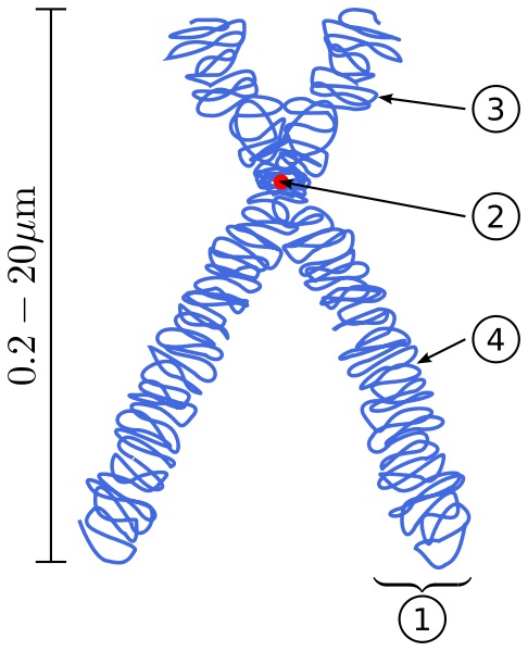 Difference Between Linear and Circular DNA