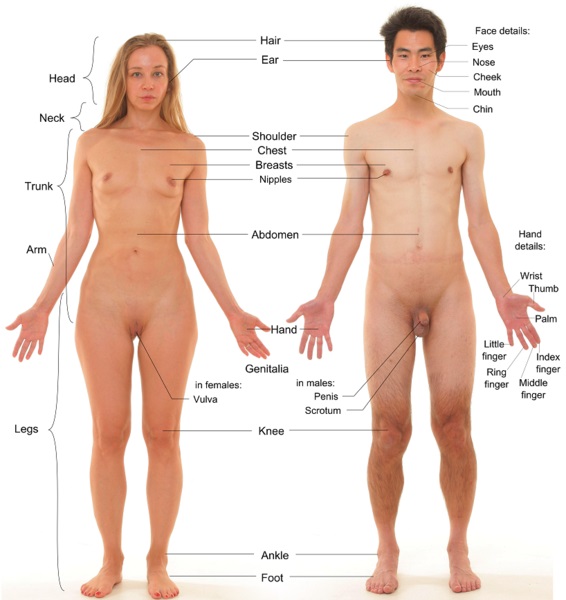 Male vs Female Fetus