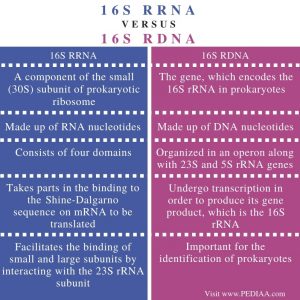 What is the Difference Between 16s rRNA and 16s rDNA - Pediaa.Com
