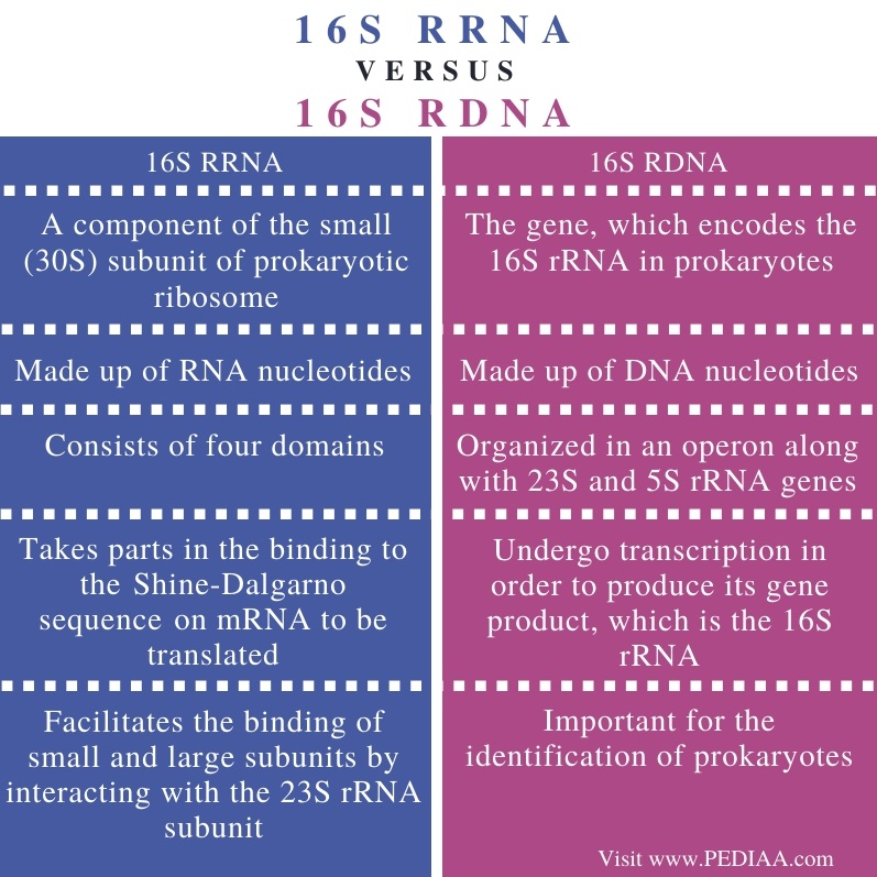 What is the Difference Between 16s rRNA and 16s rDNA