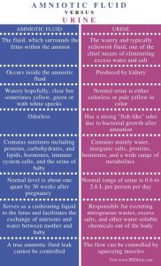 What is the Difference Between Amniotic Fluid and Urine - Pediaa.Com