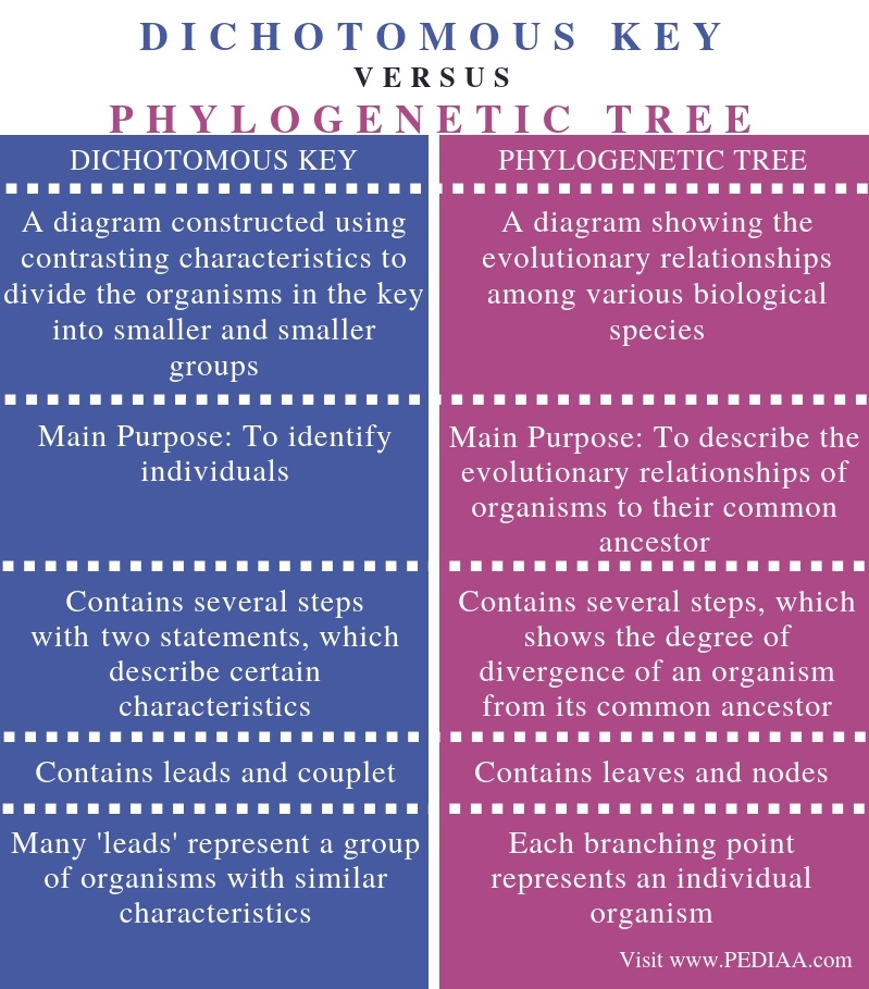 what-is-the-difference-between-dichotomous-key-and-phylogenetic-tree