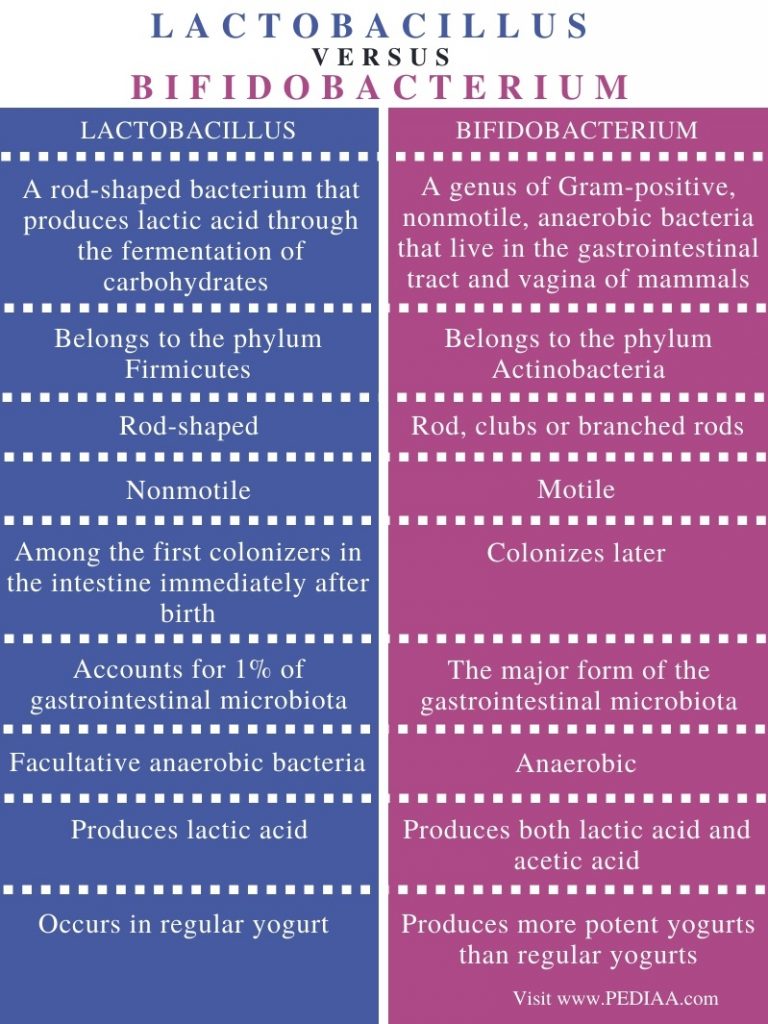 What is the Difference Between Lactobacillus and Bifidobacterium