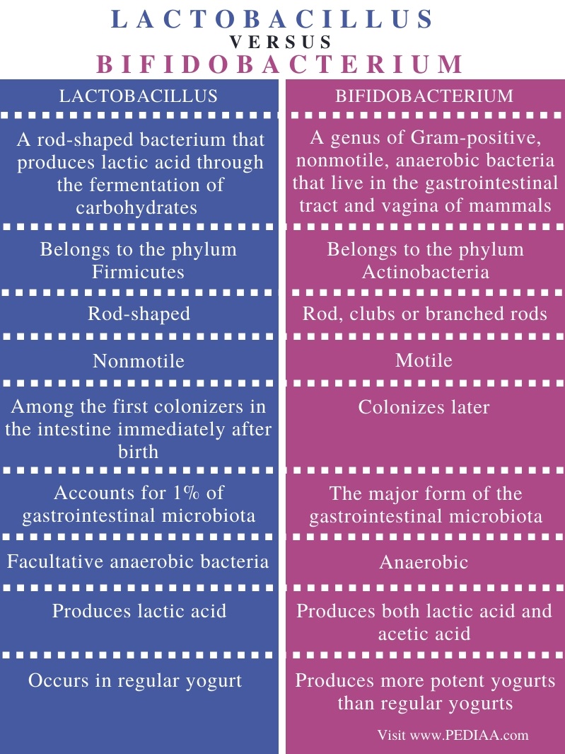 What is the Difference Between Lactobacillus and Bifidobacterium