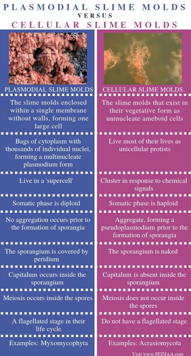 what-is-the-difference-between-plasmodial-and-cellular-slime-molds