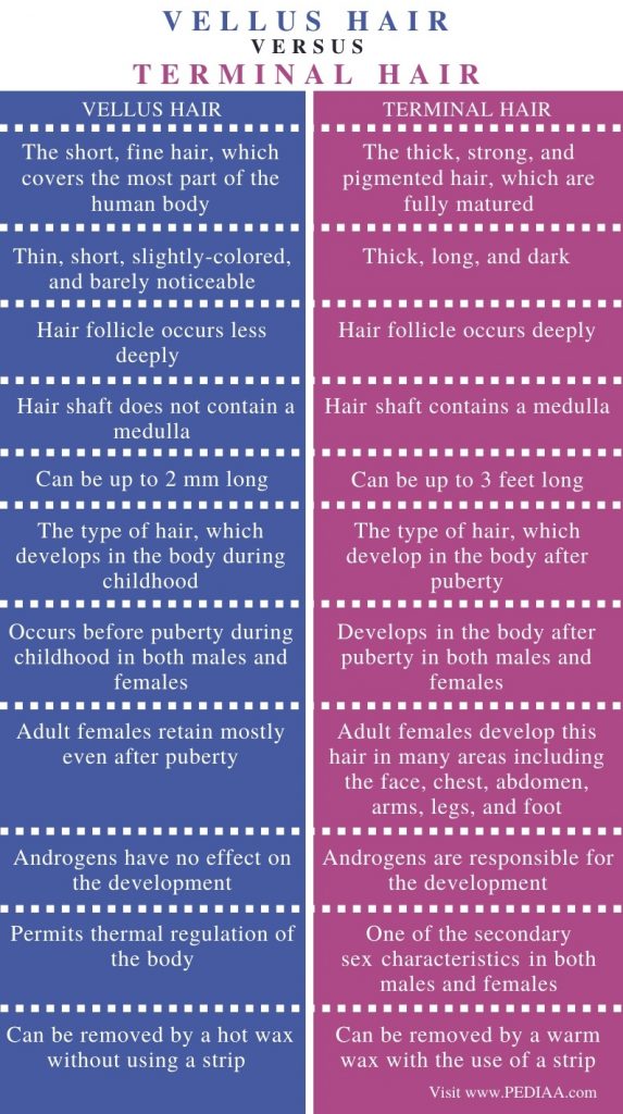 What is the Difference Between Vellus and Terminal Hair