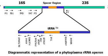 What is the Difference Between 16s rRNA and 16s rDNA