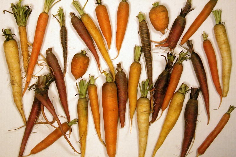 Difference Between Alpha and Beta Carotene