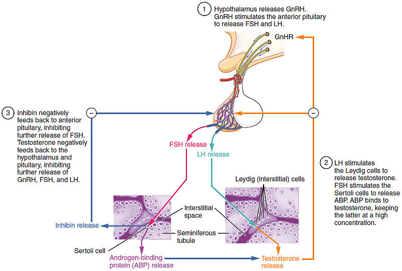 what-is-the-difference-between-androgen-and-estrogen-pediaa-com