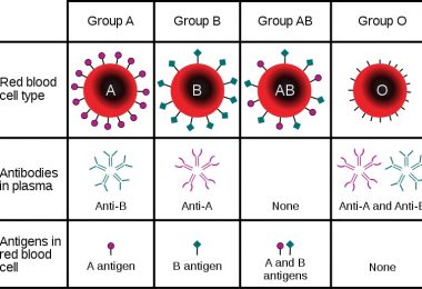 What is the Difference Between Exogenous and Endogenous Antigens ...