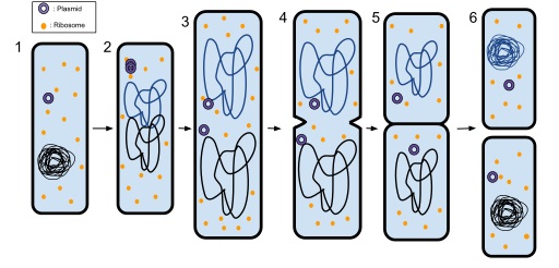 Difference Between Binary Fission and Conjugation