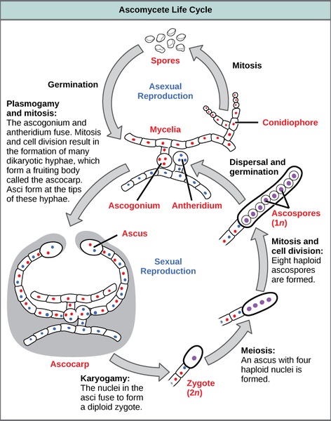 Main Difference - Binucleate vs Dikaryotic