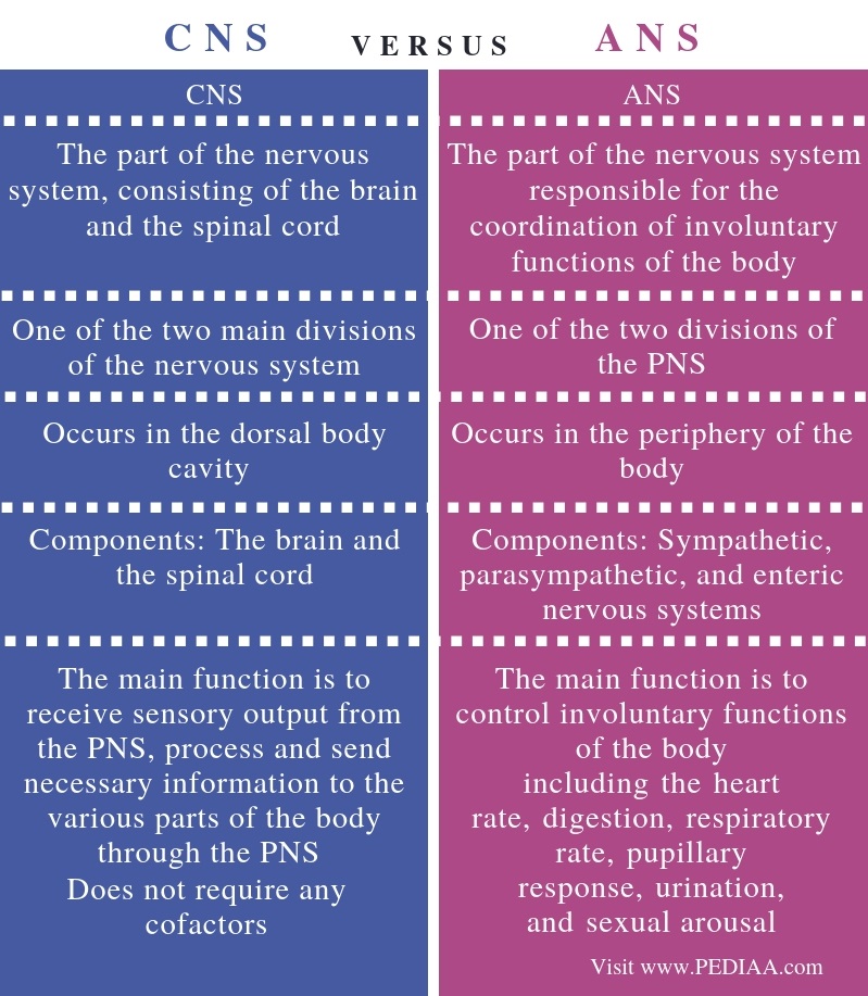 What is the Difference Between CNS and ANS - Comparison Summary