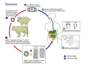 What is the Difference Between Cestodes and Nematodes - Pediaa.Com