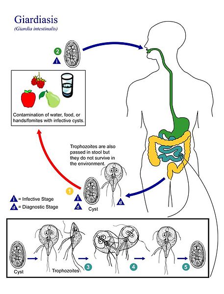 child camping in great lakes giardia vs crypto