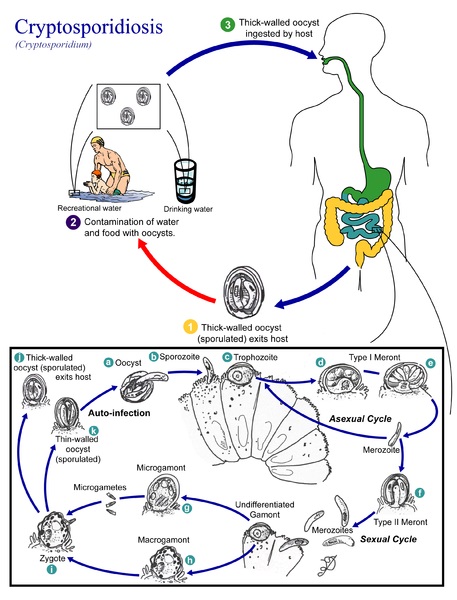 crypto and giardia