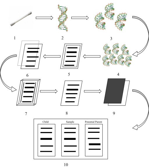 Main Difference - DNA Fingerprinting vs DNA Profiling