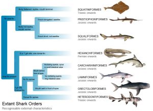 What is the Difference Between Dichotomous Key and Phylogenetic Tree ...