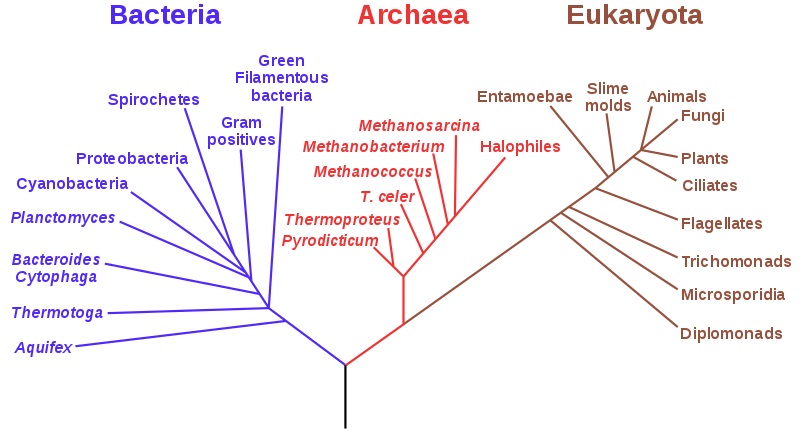 Main Difference - Dichotomous Key vs Phylogenetic Tree