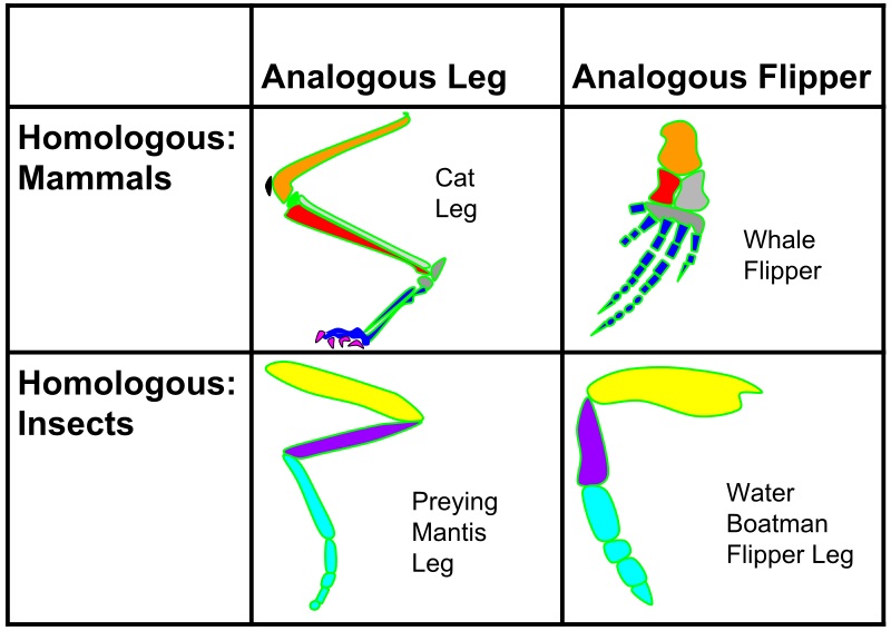 What Is The Difference Between Homology And Convergent Evolution