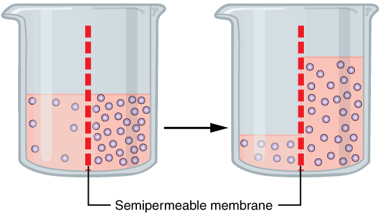 Main Difference - Imbibition vs Osmosis