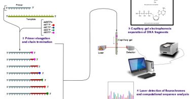 Difference Between Maxam Gilbert and Sanger Sequencing