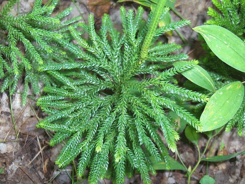 Difference Between Microphylls and Megaphylls