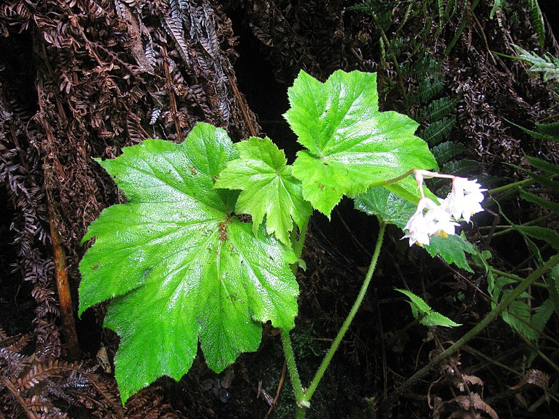 Main Difference - Microphylls vs Megaphylls