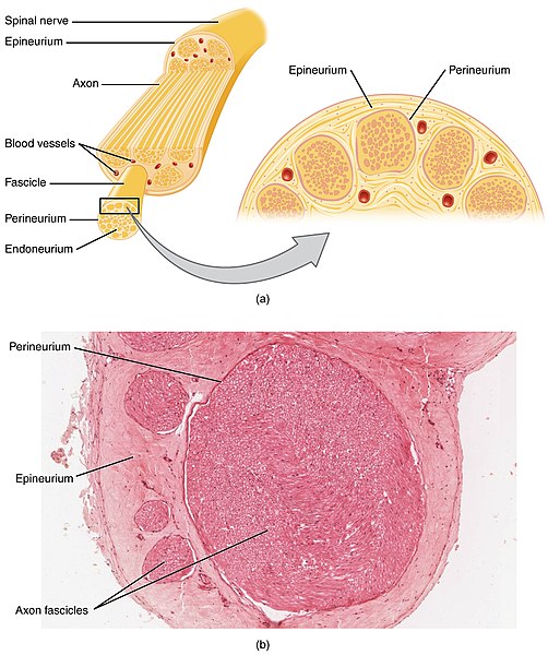 What is the Difference Between Nerves and Blood Vessels
