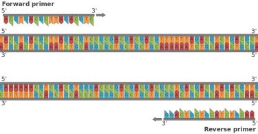 Difference Between PCR Primers and Sequencing Primers