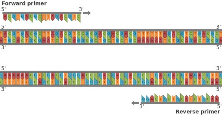 What is the Difference Between PCR Primers and Sequencing Primers ...