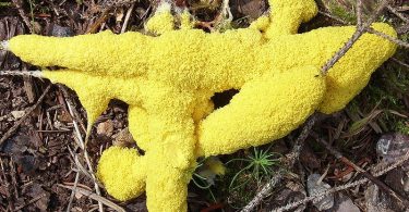 Difference Between Plasmodial and Cellular Slime Molds
