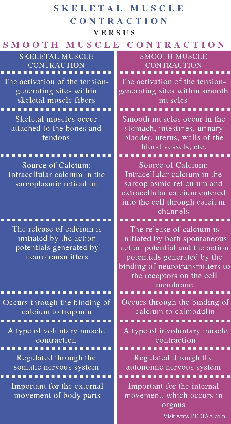 what-is-the-difference-between-skeletal-and-smooth-muscle-contraction